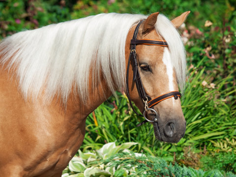 portrait of palomino welsh pony