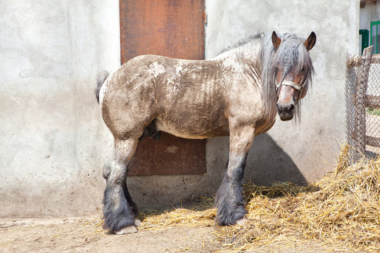 big beautiful horse on the farm