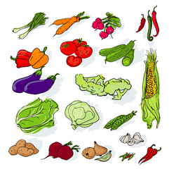 Hand drawn vegetables set. Vector.