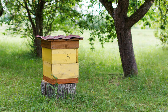 Apiary on a country site