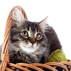 Fototapeta na wymiar Portrait of a cat in a wattled basket with woolen balls.