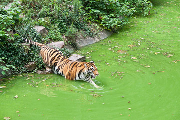 Siberian tigers in the pond