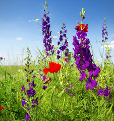 Fototapeta premium Letnie kwiaty
