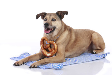 Obraz premium Oktoberfest - Bayrischer Mischlingshund mit Brezn - bavarian Dog