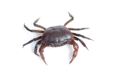 Crab on white background