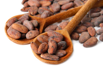 Cocoa beans in wooden spoons, isolated on white