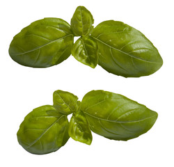 Fresh basil