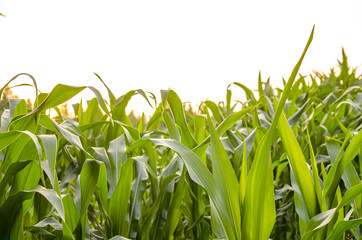 Green leaves of corn field