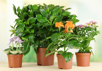 Beautiful flowers in pots on wooden table on natural background