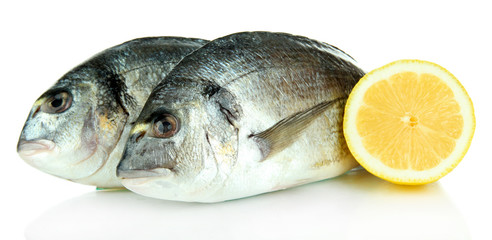 Dorado fish isolated on white