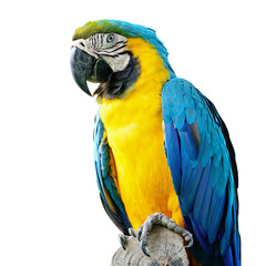 Blue and Glod Macaw isolated