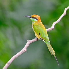 Little Green Bee-eater