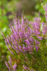 Obraz premium heather close up