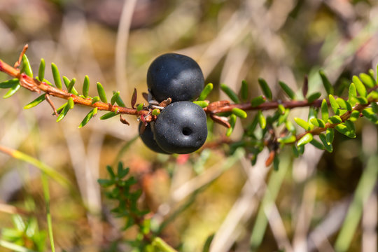 crowberry branch bush