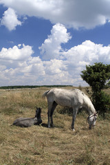 Grazing Mare with a Foal