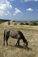 Grazing Horses in front of the Cave City Chufut Kale
