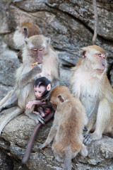  family of monkeys sits on the rock