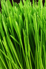 Fototapeta na wymiar Wheat Grass Extreme Close Up