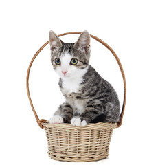 Fototapeta na wymiar kitten in a basket on a white background in studio