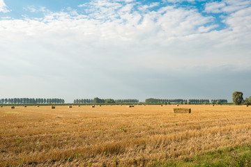 Straw packages in a stubble field