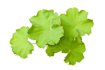 Lady's Mantle