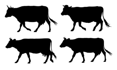 Cows - obrazy, fototapety, plakaty