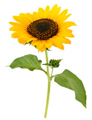 Obraz premium sunflower