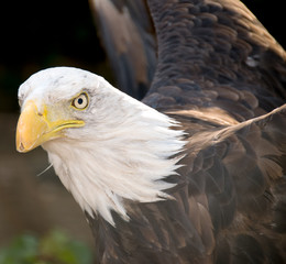 Eagle