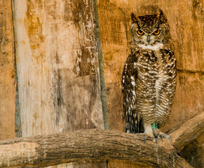 Barn Owl