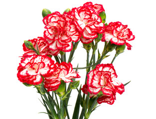 beautiful pink carnations isolated on white