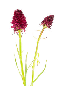 Nigritella
