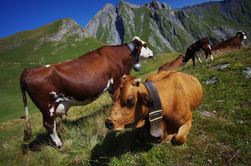 vaches à l'alpage - savoie