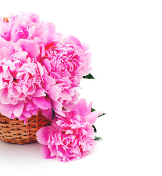 basket of peonies isolated on white background