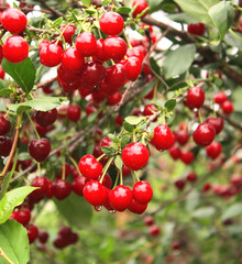 Crop of cherries