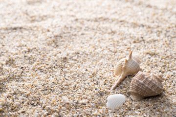 Fototapeta na wymiar 砂の背景に複数の貝殻