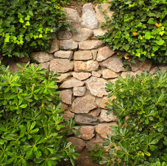 Ivy and the ancient wall