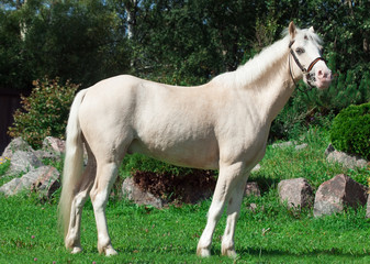 Obraz na płótnie Canvas cream welsh pony