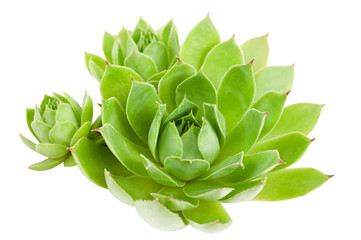 Houseleek