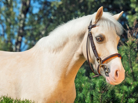 portrait of  cream  welsh pony