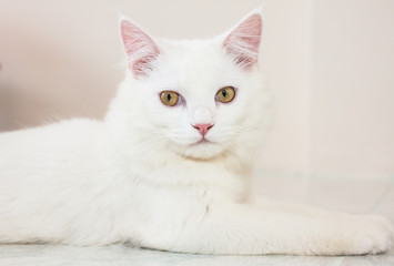 White cat