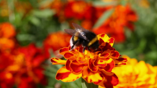 bumblebee on flower marigold