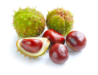 Chestnut with crust on a white background