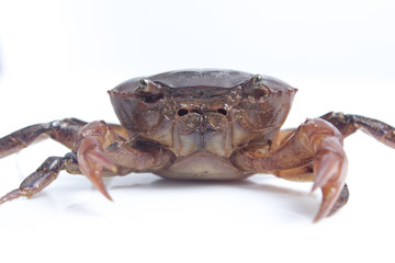 Crab on white background