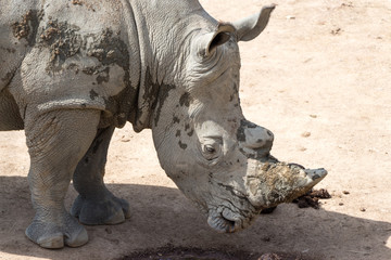 Obraz premium Rhinoceros Portrait