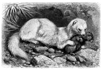 Furrett - Furet - Frettchen