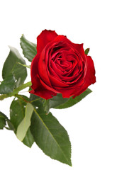 Naklejka premium Beautiful red rose