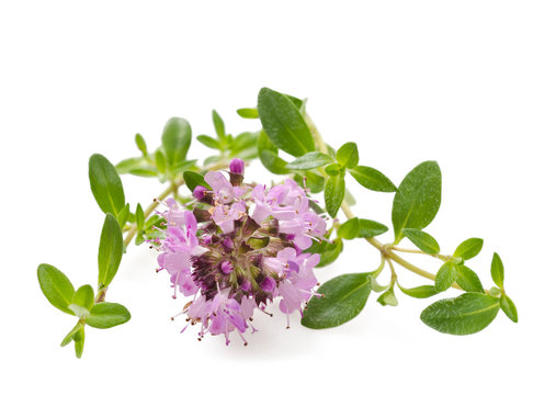 Thyme flowers