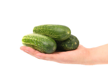 Hand holds fresh cucumbers.