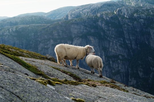 Group of white sheep in Norwegian mountains