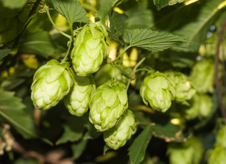 Cones and leaves of hops